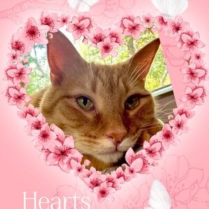 Happy Valentines Day from Cheeto the Cat 😻
